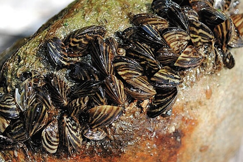 Dozens of zebra mussels have attached themselves to a large rock, pulled out from below the surface of the lake. 